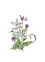 הדפס המציג קלאסטר של קריסטלים עם פרחי אברש ושרכים בדיו מאת ויקינגית