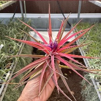 Brachycaulos Abdida