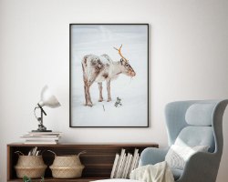 תמונת קנבס הדפס של אייל צעיר "Baby Caribo" |בודדת או לשילוב בקיר גלריה | תמונות לבית ולמשרד
