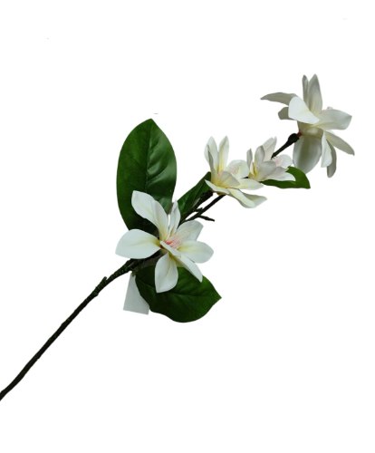 ענף פרחים -4 פרחי מנגוליה דקורטיבי