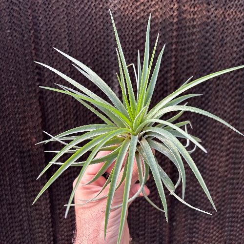 Brachycaulos Abdida