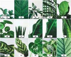 קולקציית "All Botanic" - מקבץ של כל הקוקלציה הבוטנית | הדפסי צילומים אומנותיים וייחודיים של צמחים
