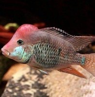 גאופגוס הונדה (סטיינדכנרי) 4-5 ס"מ