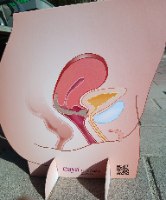 דגם אנטומי קרטון דו צדדי - מערכת הרביה הנשית + דיאפרגמה