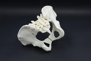 בהזמנה מראש: דגם אנטומי - עצמות האגן הנשי