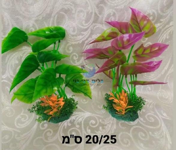 צמח אנוביה סגול/ירוק 20-25 ס"מ