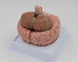 בהזמנה מראש: דגם אנטומי 611 - מוח אנושי בגודל מלא, 9 חלקים