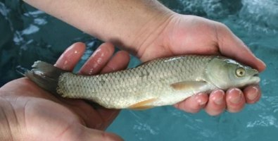 אמור קרפיון העשב - דג נקיון 10-12 ס"מ