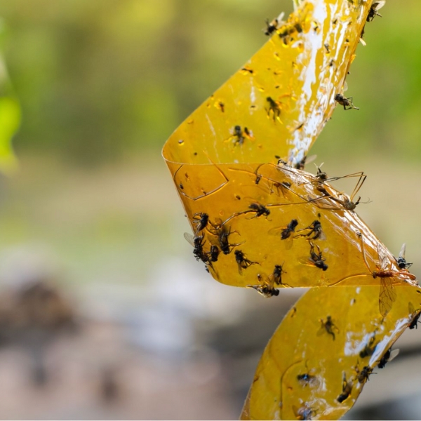 sticky fly trap
