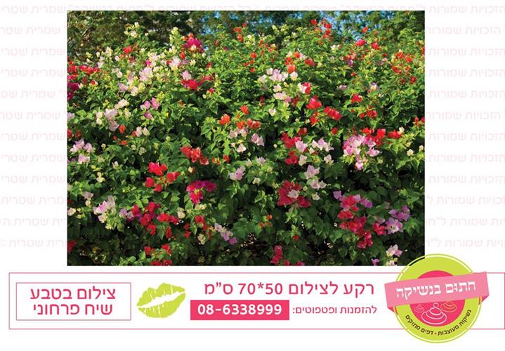 רקע צילום בטבע שיח פרחוני