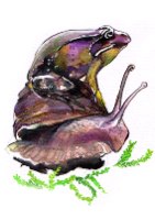 צפרדע וחילזון-- הדפס של איור דיו מקורי מאת ויקי תיהמת/ ויקינגית