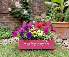 אדנית חלומות