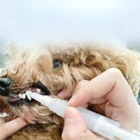 עט חדשני לניקוי והלבנת שיניים לחיות המחמד  - DentalPet