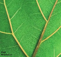 תמונת קנבס צילום עלה טרופי  "Plants Soul" |בודדת או לשילוב בקיר גלריה | תמונות לבית ולמשרד