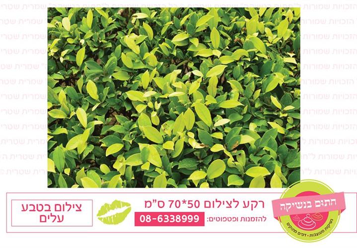 רקע צילום בטבע עלים