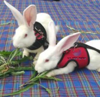 סט תלבושת רתמה עם פפיון + רצועה לארנבים בצבע אדום