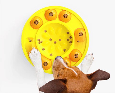 FoodFinder - משחק מאתגר ומשעשע לכלבים