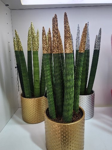סנסיווריה נוצץ זהב