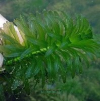 אלודיאה דנסה ELODEA DENSA