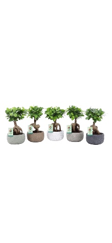 פיקוס בונסאי מקט326