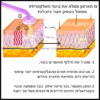 שרביט מזותרפי לטיפול וטיפוח עור הפנים והקרקפת