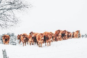 תמונת קנבס הדפס של מרעה חורף "Winter Cattle" |בודדת או לשילוב בקיר גלריה | תמונות לבית ולמשרד