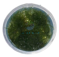 ג'אווה מוס JAVA MOSS בקופסא 150 מ"ל