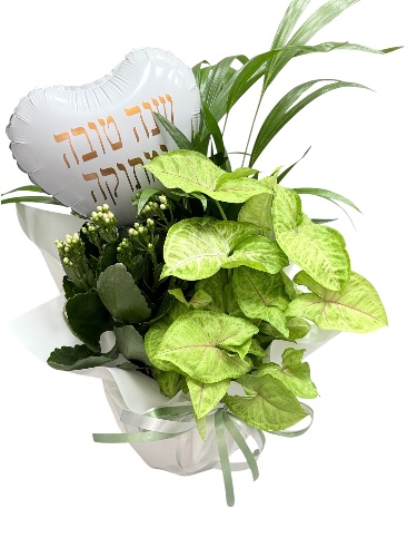 קוקטייל שלושה עציצים עם בלון מקט 328