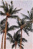 תמונת קנבס "PALM TREES PLEASE" |בודדת או לשילוב בקיר גלריה | תמונות לבית ולמשרד
