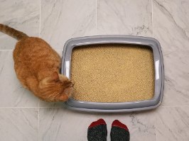 מצע אורגני מתגבש (אדום) למספר חתולים 3.18 ק"ג "וורלדס בסט"