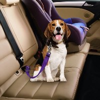 רצועת ביטחון לבעלי חיים ברכב