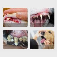 עט חדשני לניקוי והלבנת שיניים לחיות המחמד  - DentalPet