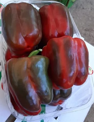 קופסה גמבה