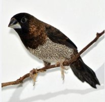 פינק בנגלז (ציפור שיר)