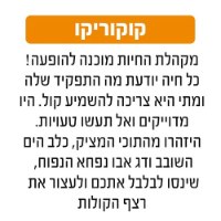 קוקוריקו