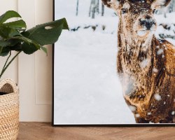 תמונת קנבס אייל אציל מוקף פתיתי שלג | בודדת או לשילוב בקיר גלריה | תמונות לבית ולמשרד