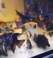 סקלר מיקס 7-8 ס"מ A