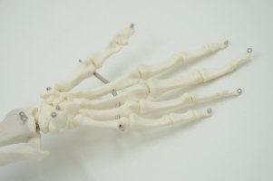 בהזמנה מראש: דגם אנטומי 108 - עצמות שורש כף יד