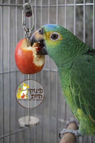 תפוחית - תופסן לתליית פירות וירקות
