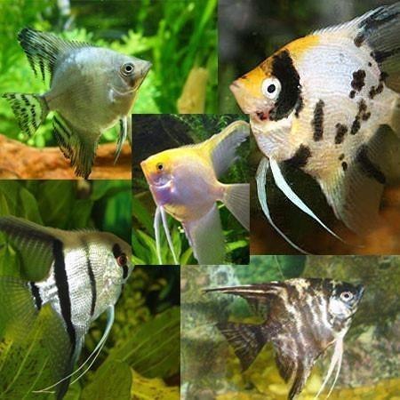 סקלר מיקס 4-5 ס"מ :  כחול, קוי, שיש, חצוי, פסים