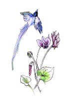 איור דיו של ציפור גן עדן ורקפות מאת ויקינגית