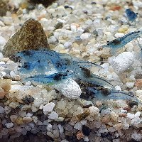 שרימפס ננסי כחול בהיר BLUE JELLY מקו נקי A