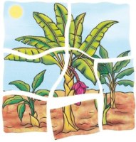 פאזל בננה מעץ 5 ב 1 עם 30 חלקים  17049 BELEDUC