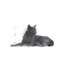 רויאל קנין סטרילייזד 7+ לחתול 3.5 ק"ג