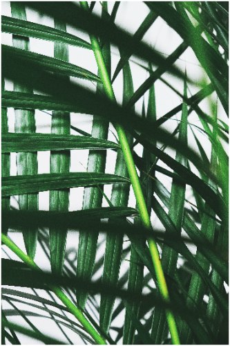 תמונת קנבס צילום מתוך הצמח "Plants eyes" |בודדת או לשילוב בקיר גלריה | תמונות לבית ולמשרד