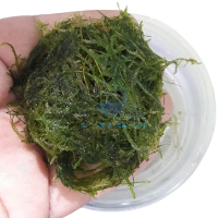 פלטת ג'אווה מוס JAVA MOSS
