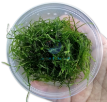 ג'אווה מוס JAVA MOSS בקופסא 150 מ"ל