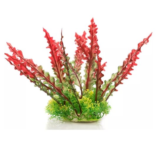 צמח אדום 18-22 ס"מ GIGAN