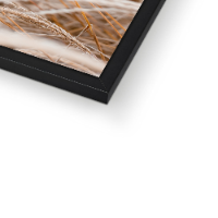 תמונה של שיבולים מודפס על קנבס איכותי מתוח על מסגרת עץ + מסגרת דקורטיבית ללא עלות | תמונה לבית כפרי