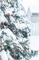 תמונת קנבס הדפס של עץ מכוסה שלג "A Snowy Tree" |בודדת או לשילוב בקיר גלריה | תמונות לבית ולמשרד